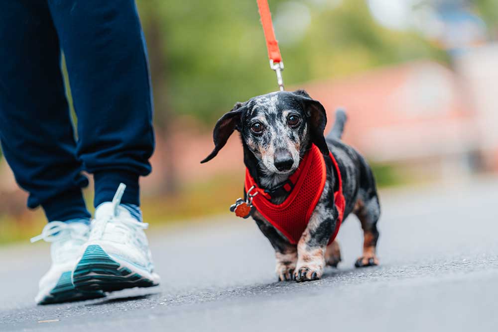 dog being walked on the street