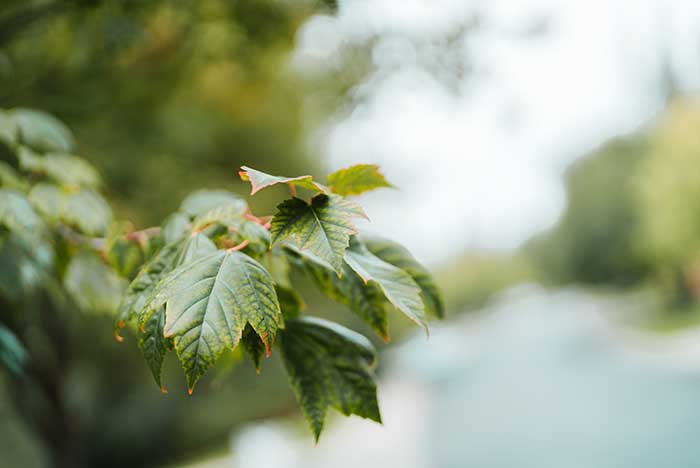 Leaves