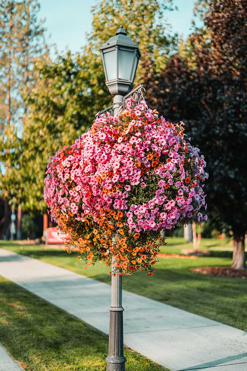 Lamp post with flowers
