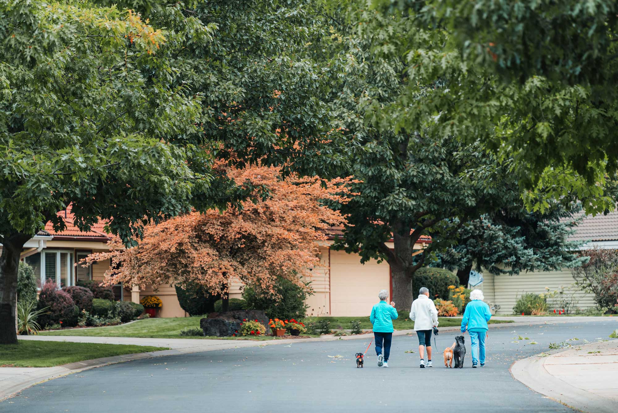 three people walking their dogs