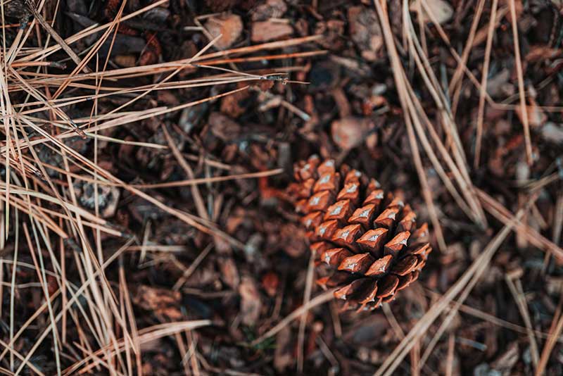 pinecone