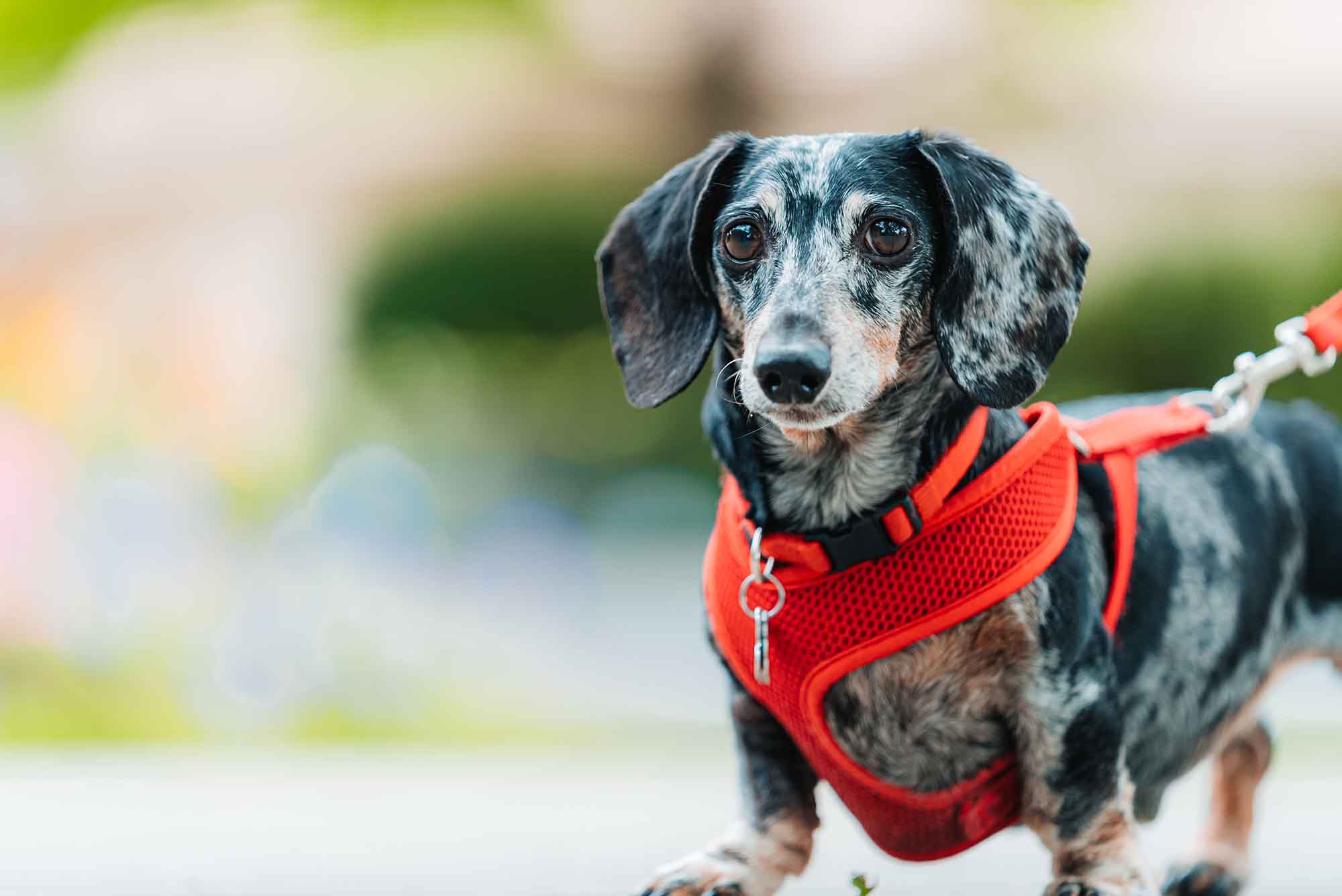 Dachshund walking with harness and leash