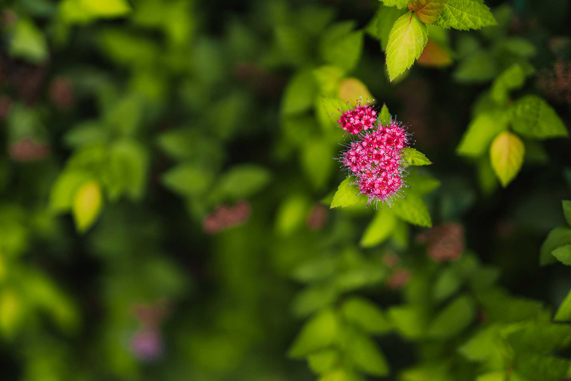 branches with a flower